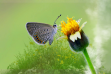 butterfly_on_green.png