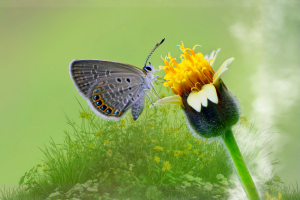butterfly_on_green.png